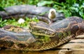 African Rock Python in Uganda Royalty Free Stock Photo