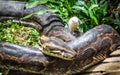 African Rock Python in Uganda Royalty Free Stock Photo