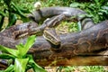 African Rock Python in Uganda ready to eat little chicks Royalty Free Stock Photo