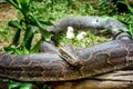 African Rock Python in Uganda ready to eat little chicks Royalty Free Stock Photo