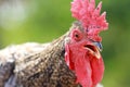 An African Rooster looking shocked in Gulu Uganda