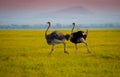 African running ostrichs Royalty Free Stock Photo