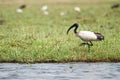 African sacred Ibis Royalty Free Stock Photo