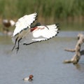 African sacred ibis Royalty Free Stock Photo