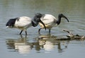 African sacred ibis