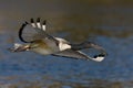 African Sacred Ibis Royalty Free Stock Photo