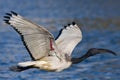 African Sacred Ibis