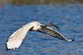 African Sacred Ibis Royalty Free Stock Photo