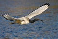 African Sacred Ibis Royalty Free Stock Photo