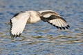 African Sacred Ibis Royalty Free Stock Photo