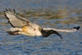 African Sacred Ibis Royalty Free Stock Photo