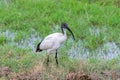 African Sacred Ibis, African bird Royalty Free Stock Photo