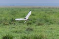 African Sacred Ibis, African bird Royalty Free Stock Photo