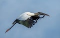 African sacred ibis bird with long wings in flight, soaring through the sky Royalty Free Stock Photo