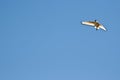 African Sacred Ibis in flight Royalty Free Stock Photo