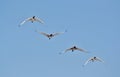 African Sacred Ibis Royalty Free Stock Photo