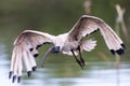 African Sacred Ibis in flight coming to land at a wetland Royalty Free Stock Photo