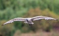 African Sacred Ibis in flight coming to land at a wetland Royalty Free Stock Photo