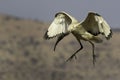 An african sacred ibis in flight Royalty Free Stock Photo