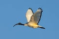 African sacred Ibis in flight Royalty Free Stock Photo
