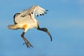 African sacred Ibis in flight Royalty Free Stock Photo