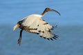 African sacred Ibis in flight Royalty Free Stock Photo