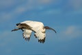 African sacred Ibis in flight Royalty Free Stock Photo