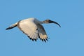 African sacred Ibis in flight, South Africa Royalty Free Stock Photo