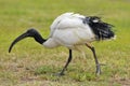 African sacred ibis on grass