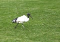 An African Sacred Ibis on green