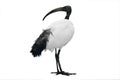 African sacred ibis isolated on white Royalty Free Stock Photo