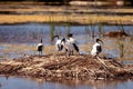 African Sacred Ibis on nest