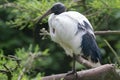 African sacred ibis