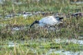 African sacred ibis Threskiornis aethiopicus escaped from a zoo of France in the Natural Park of the Marshes of AmpurdÃÂ¡n Royalty Free Stock Photo