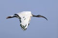 African Sacred Ibis (Threskiornis aethiopicus) in Flight Royalty Free Stock Photo