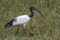 African sacred ibis Threskiornis aethiopicus Royalty Free Stock Photo