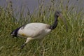 African sacred ibis Threskiornis aethiopicus Royalty Free Stock Photo