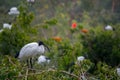 The African sacred ibis, Threskiornis aethiopicus Royalty Free Stock Photo