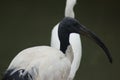 African Sacred Ibis - Threskiornis aethiopicus