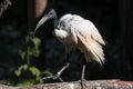 African sacred ibis (Threskiornis aethiopicus).