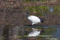 African Sacred Ibis - Okavango Delta in Botswana