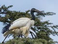 The African sacred ibis on a tree