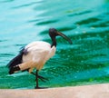 African sacred ibis Royalty Free Stock Photo