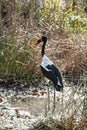 African Saddle-billed Stork in a marsh