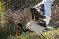 African Saddle-billed Stork spreading wings