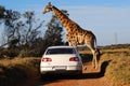 African safari