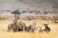 African Safari Animals in Dreamy Kenya Scene Royalty Free Stock Photo