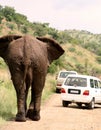 African safari. Elephant Royalty Free Stock Photo