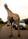 African safari. Giraffe Royalty Free Stock Photo