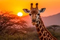 African safari serenity. Graceful giraffe amidst vibrant sunset hues and diverse wildlife